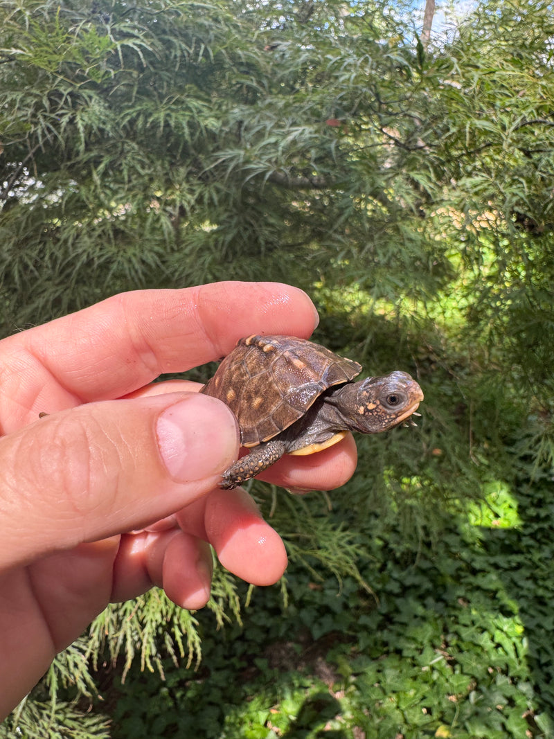 Hi Color Orange Baby Eastern Box Turtle