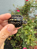 HI YELLOW Florida Box Turtle
