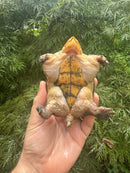 Vampire Musk Turtle Adult Female