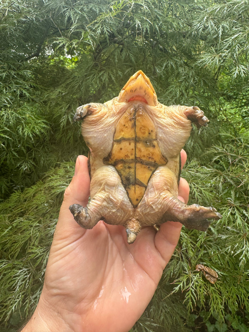 Vampire Musk Turtle Adult Female