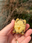 Leopard Tortoise 2024