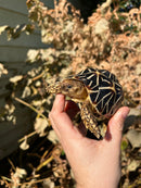 Sri Lankan Star Tortoise Female