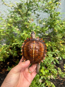 Spiny Hill Turtle CB 2025