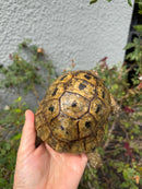 Mesopotamian Greek Tortoise Adult Male