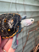 Ornate Diamondback Terrapin Female