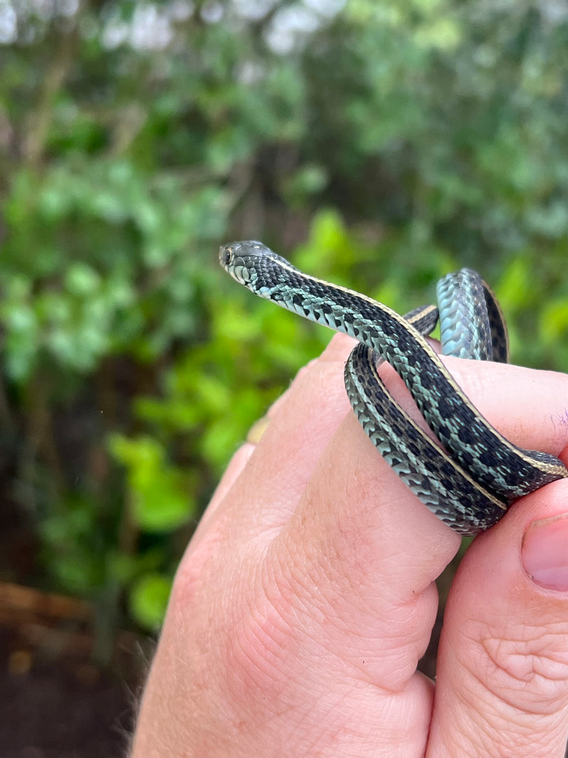 Florida Blue Garter Snake Juvenile Female