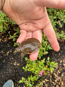 Hi Orange Leopard Softshell