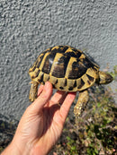 Eastern Hermann's Tortoise Adult Female