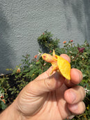 Albino Yellow Bellied Slider Turtle Babies (Trachemys scripta)