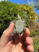 Hi White Concentric Diamondback Terrapin 2025