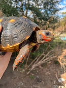Barbados Red Foot Tortoise Adult Pair (Chelonoidis carbonaria)