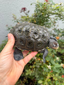 Northern Diamondback Terrapin Adult Female