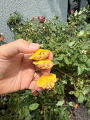Albino Yellow Bellied Slider Turtle Babies (Trachemys scripta)