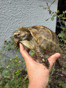 Mesopotamian Greek Tortoise Adult Female