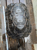 Burmese Black Mountain Tortoise Female