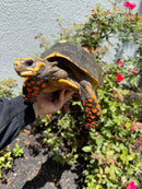Red Foot Tortoise Adult Male
