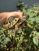 Eastern Hermann's Tortoise Adult Male