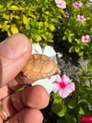 Hypomelanistic HOT PINK Razor backed Musk Turtle 2026
