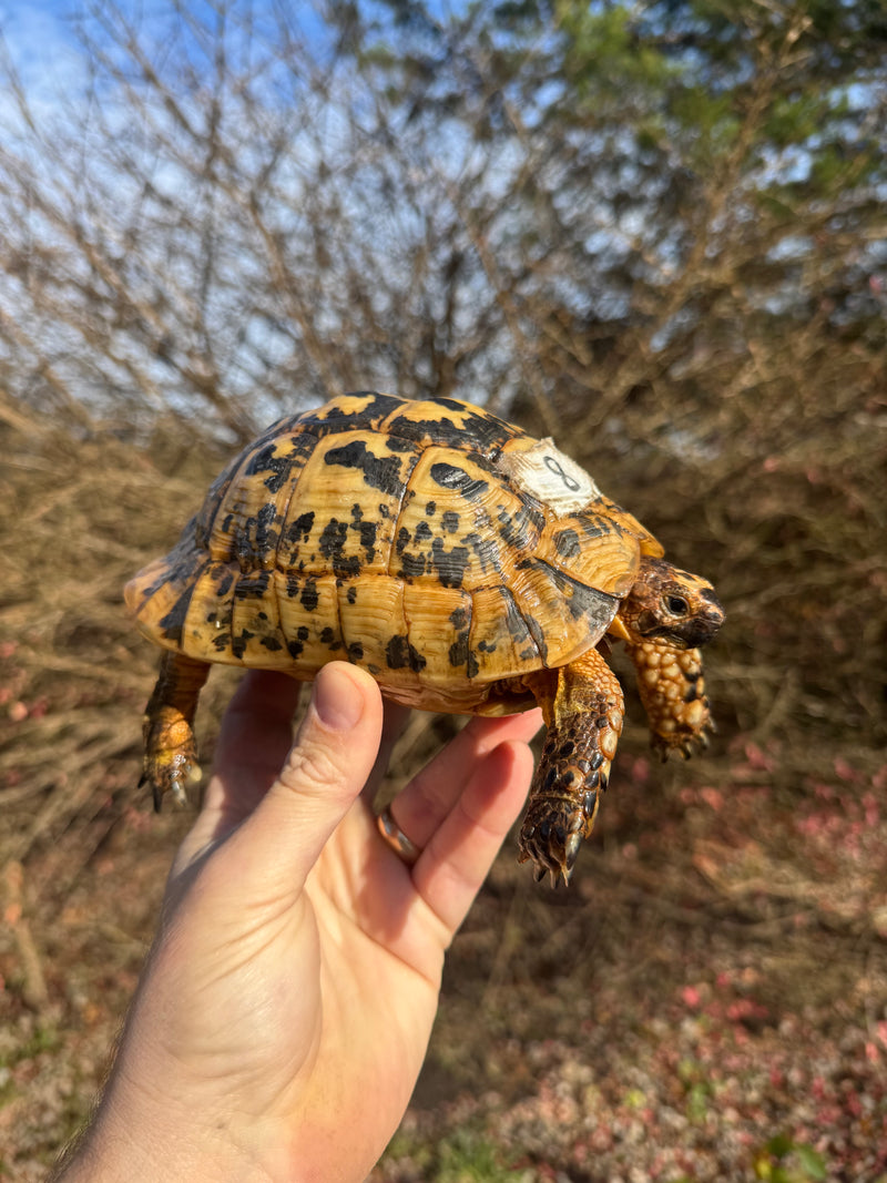 Libyan Greek Tortoise Adult Male