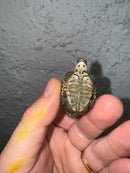 Hi White Concentric Diamondback Terrapin 2024