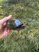 Tobasco Mud Turtle Adult Trio