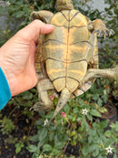Spanish Pond Turtle Adult Pair
