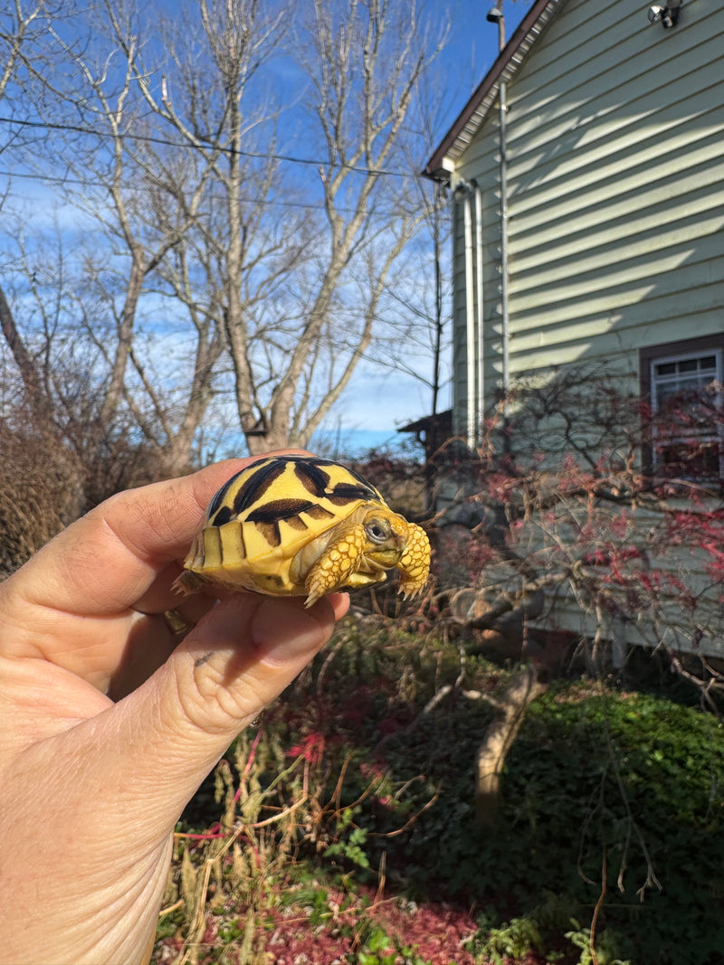 Sri Lankan Star Tortoise 2025