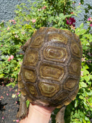 Burmese Brown Mountain Tortoise Female