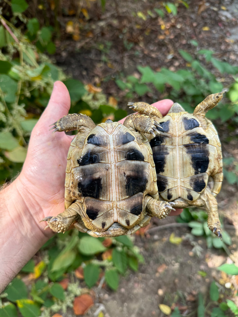 Eastern Hermann's Tortoise Pair