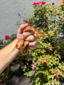 Red Salt Marsh Water Snake Adult Female