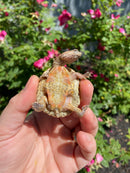 Hypo Peach Geoffroy's Sideneck Turtle