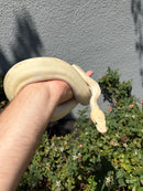 Banana Ball Python Mixed Morph Female