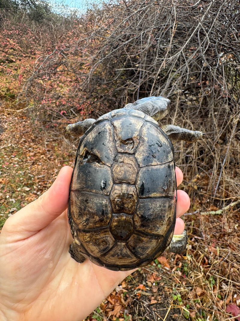 African Dwarf Mud Turtle Adult Female