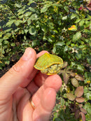 Pastel Clown Red Eared Slider Turtle