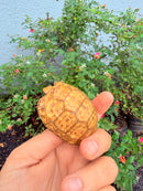 Hypomelanistic Cherryhead Red Foot Tortoise Baby 2026
