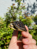 HI YELLOW Florida Box Turtle