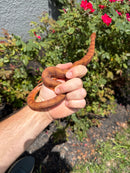 Red Salt Marsh Water Snake Adult Female