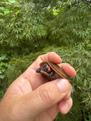 Red-headed Amazon River Turtle