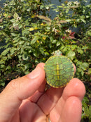 Pastel Clown Red Eared Slider Turtle