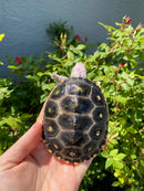 Ornate Diamondback Terrapin Female