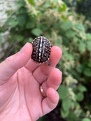 HI YELLOW Florida Box Turtle Baby