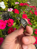 HI YELLOW Florida Box Turtle