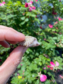Albino Florida Snapping Turtle 2026