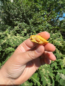 Albino Yellow Bellied Slider Turtle Male