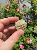 Albino Florida Snapping Turtle 2026