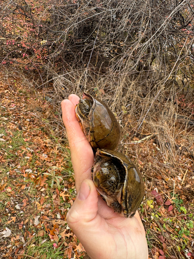 Stripe-necked Musk Turtle Adult Pair