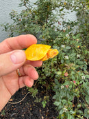 Albino Florida Red Bellied Turtle 2026