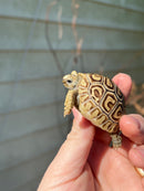 Leopard Tortoise 2024