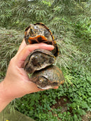 Stripe-necked Musk Turtle Adult Trio