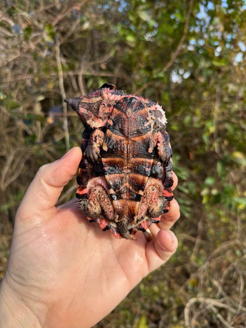 Peruvian Mata Mata